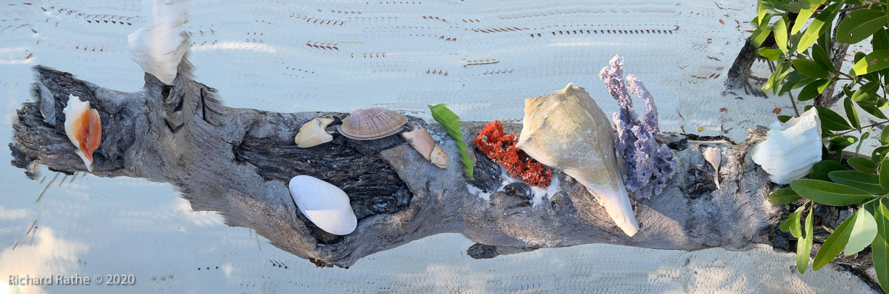 Photo by Richard Rathe Panorama, Panopainting, Seashells, Everglades, Florida