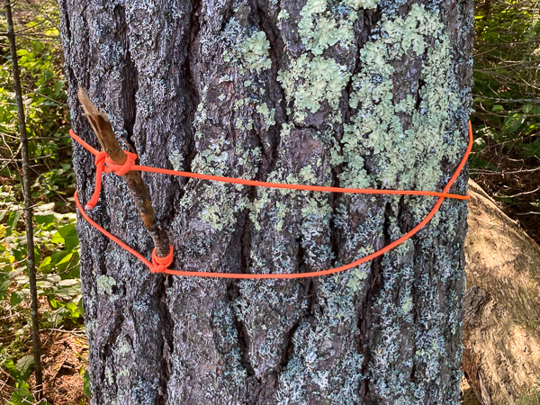 Wide Tree with Only Two Wraps