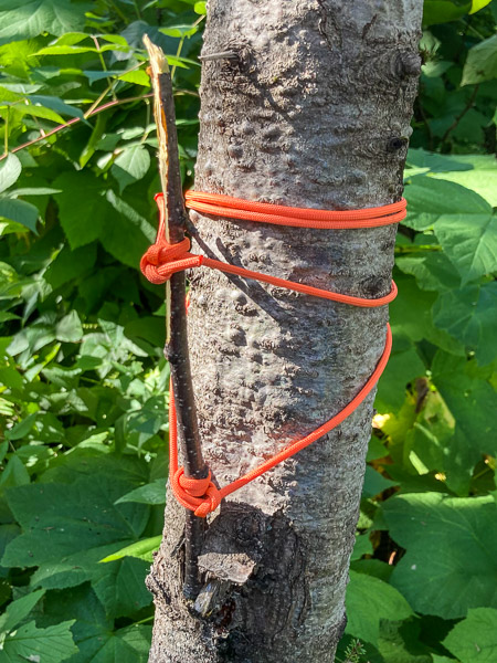 Version 3 on a Slender Tree