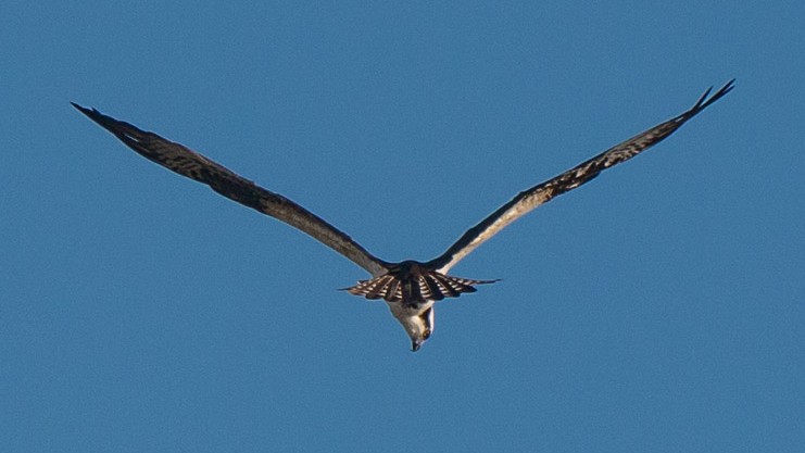Osprey Looking Down
