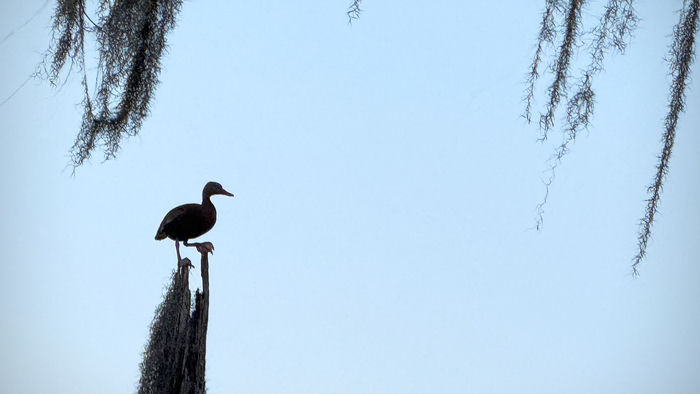 Black-Bellied Whistling Duck