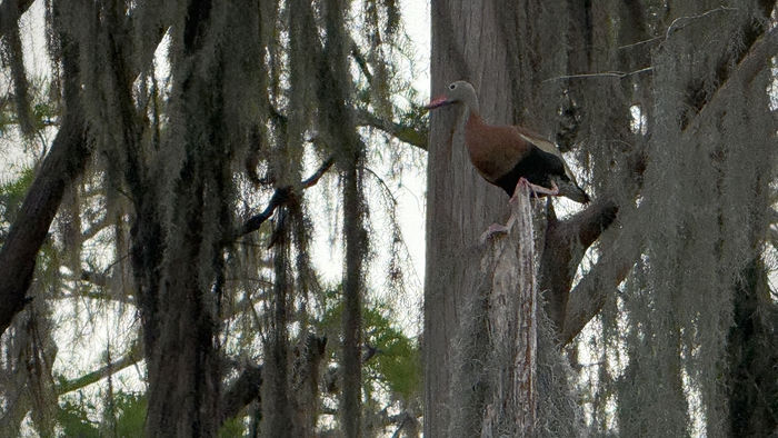 Black-Bellied Whistling Duck