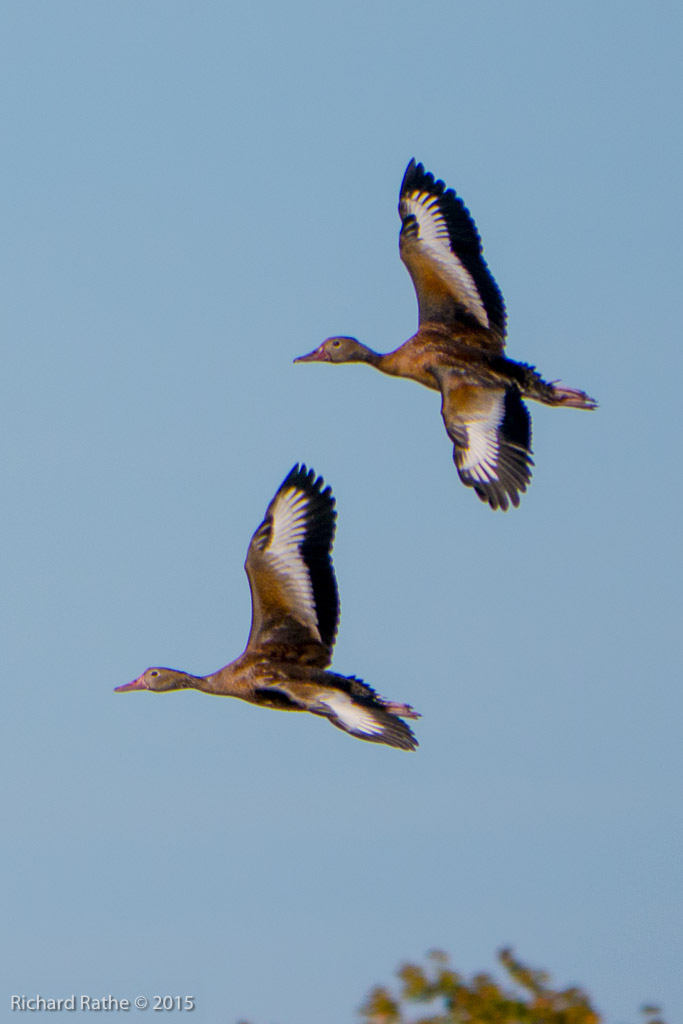 Black-Bellied Whistling Ducks