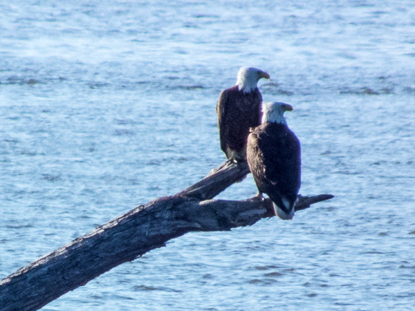 Mother & Father Eagles