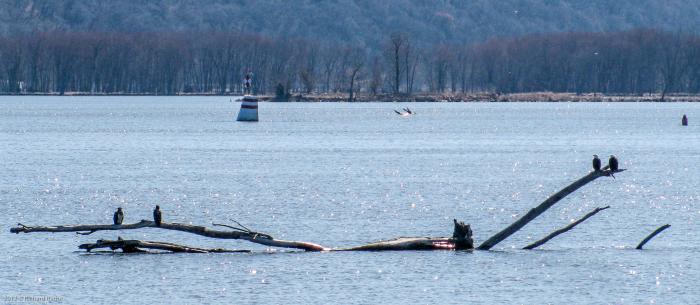 Eagle Family on a Log