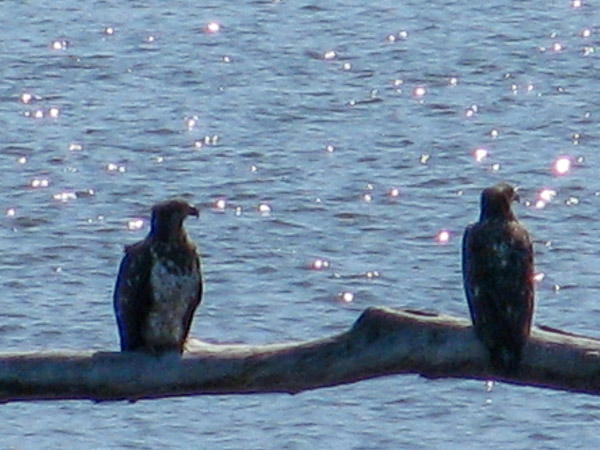Two Teenage (Juvenile) Bald Eagles