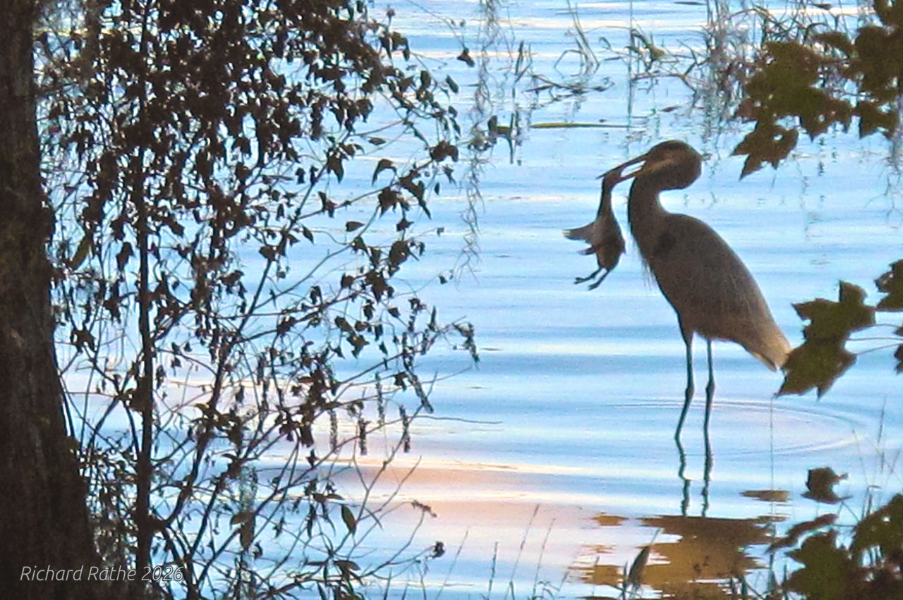 Heron Killing Grebe