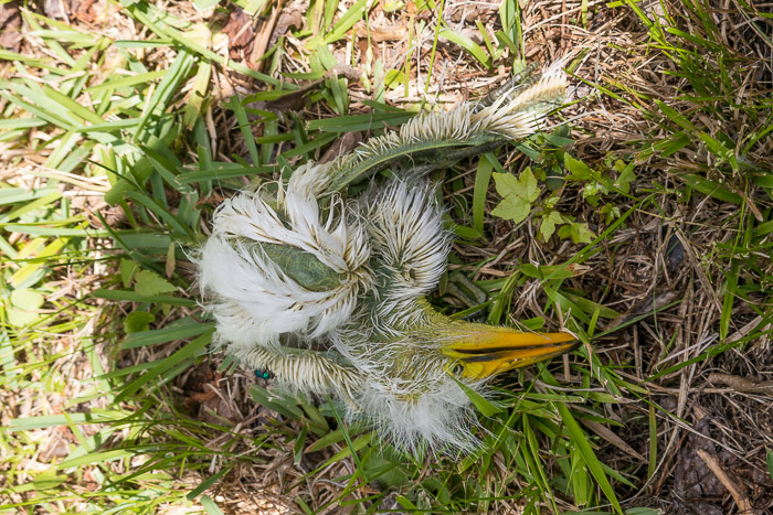 Great Egret Chick Pushed Out of the Nest by Siblings