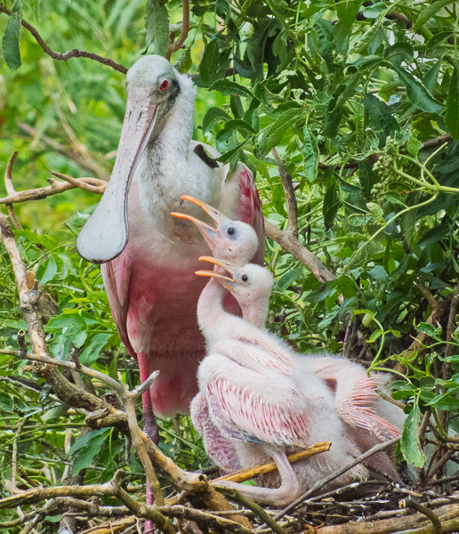 Spoonbill Chicks Competing in the Nest