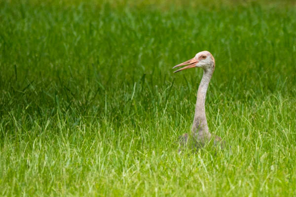 Young Sandhill Resting in Tall Grass