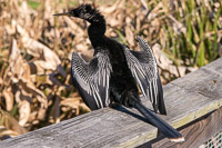 0001 Anhinga Sweetwater Wetlands 