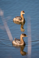 0006 Pied Billed Grebe Sweetwater Wetlands 