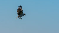 0013 Birds Ospreys Sweetwater Wetlands 