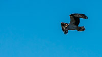 0014 Birds Ospreys Sweetwater Wetlands 