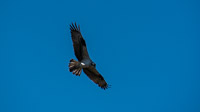 0015 Birds Ospreys Sweetwater Wetlands 