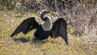0021 Anhinga Sweetwater Wetlands 