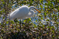 0023 Sweetwater Wetlands 