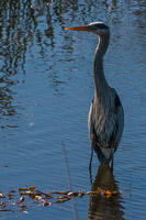 0024 Sweetwater Wetlands 