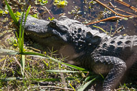 0029 Alligator Sweetwater Wetlands 