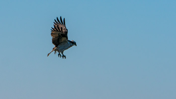 Osprey Shaking Off Water After Losing a Fish
