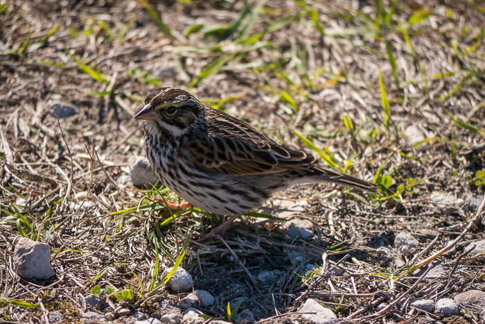 Song Sparrow Just Here for the Winter