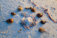 0002 Everglades 2024 Rabbit Key Horseshoe Crab