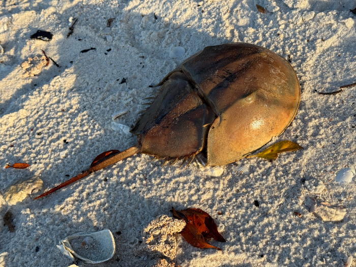Typical Horseshoe Crab on the Beach