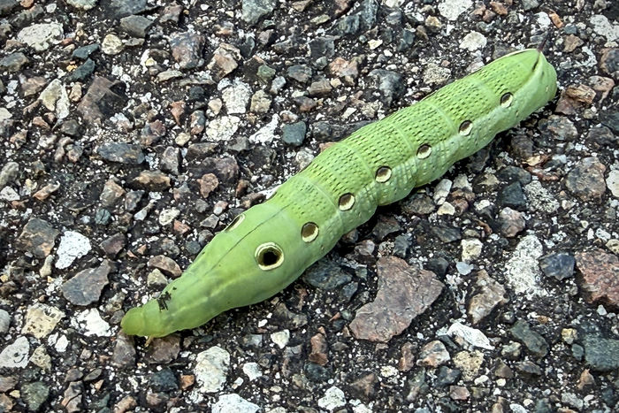 Tersa Sphinx Moth Caterpillar