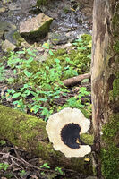 Dryads Saddle 1