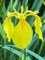 0001 Roadside Flowers 2025 Iris