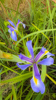 0002 Roadside Flowers 2025 Iris