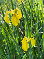 0004 Roadside Flowers 2025 Iris
