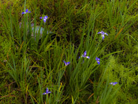 0006 Artistic Roadside Flowers 2025 Iris