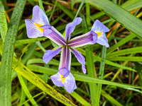 0007 Roadside Flowers 2025 Iris