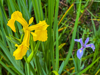 0008 Roadside Flowers 2025 Iris