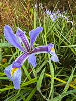 0009 Roadside Flowers 2025 Iris