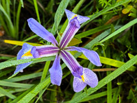 0010 Roadside Flowers 2025 Iris