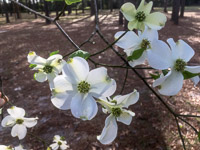 0001 Panhandle 2020 Dogwood