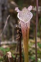 0008 Panhandle 2020 Pitcher Plants White Top Pitcher Plant