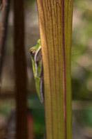 0009 Panhandle 2020 Pitcher Plants Green Tree Frog On White Top Pitcher Plant