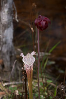 0010 Panhandle 2020 Pitcher Plants 