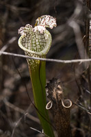 0012 Panhandle 2020 Pitcher Plants White Top Pitcher Plant