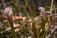 0013 Panhandle 2020 Pitcher Plants White Top Pitcher Plant