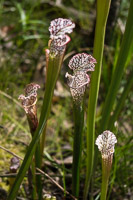 0017 Panhandle 2020 Pitcher Plants White Top Pitcher Plant