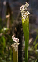 0018 Panhandle 2020 Pitcher Plants White Top Pitcher Plant