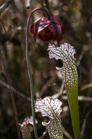 0020 Panhandle 2020 Pitcher Plants White Top Pitcher Plant