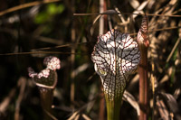 0022 Panhandle 2020 Pitcher Plants White Top Pitcher Plant