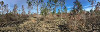 0023 Panhandle 2020 Panorama Recent Prescribed Burn