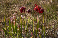 0025 Panhandle 2020 Pitcher Plants White Top Pitcher Plant