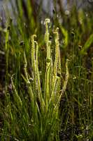 0028 Panhandle 2020 Threadleaf Sundew